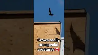 Huge Black Crow Flies Away from Construction Building
