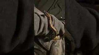 snakes are miss understood creatures
