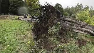 Huge split in half Peppermint Gum Tree Work with Absolutely Burko  Pt 1 of 3: Morning Rain