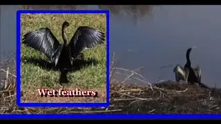 In Search of Wildlife Adventures in the Savannah National Wildlife Refuge.