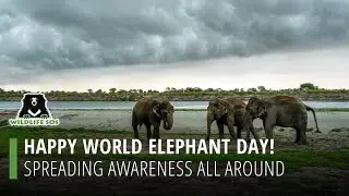 Happy World Elephant Day: Spreading Awareness All Around!