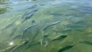 Huge School of Mullet Fish at the Beach in North Naples, FL