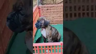 wow 😲#dog breed#trending#dog#pet #youtube shorts#funny#labrador#cute