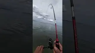 #fishing #angler #anglerindonesia #gianttrevally #trevally #microjigging #microjig