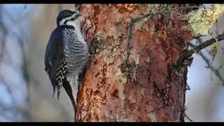 Black-backed Woodpecker - typical foraging behavior