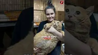 Самый толстый кот в мире по кличке Крамбс погибает