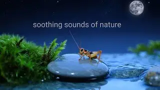 Nighttime Sounds, Crickets, Swamp Sounds at Night, Meditation Sounds for Sleep and Relaxation🔥