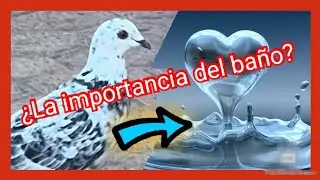 El equipo a la ducha.. 😎 palomos deportivos #juanbrillo cullera Valencia