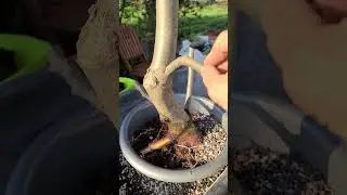 Jamadori lipa (Tilia Cordata) 1 deo.