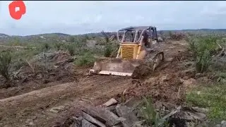 THE CAT D85 DOZER OPERATOR DOING AN EXCELLENT JOB OF CONSTRUCTING A PLANTATION ROAD
