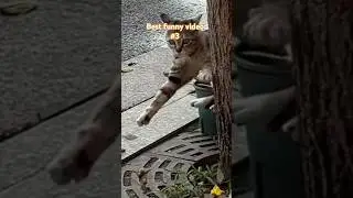 #trendingfunnyvideo #funnyvideosclips #shortsviral #Sir.GoksTV