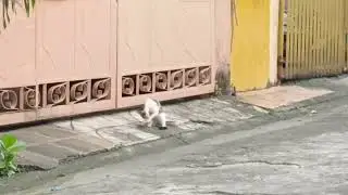 Adorable cat #amazing #Trending #Viral #Viralcat #trendingcats 