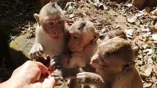 Wildlife monkeys in Amber troop P147