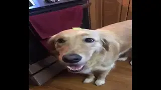 Butter Dog - Restored