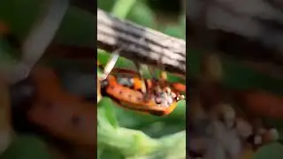 Macro skipping nature. Need professional gear.