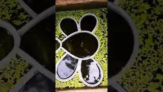 #Honebeen🐝🐝#portal #fish #video #whatsappstatus #reels #satisfying #shorts