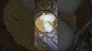 Baby white rat eating #shorts #angel pet