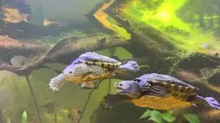 Diamondback (Malaclemys terrapin) slow motion