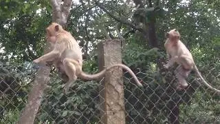 Most Amazing Monkeys Meeting with Group  Monkey on the car Funny Monkey meeting 2017 #189