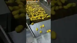 Mango washing machie,fruits brush washer with high pressure,for lemon,mango,apple,etc.