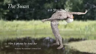 Art video: The Swan body-painting by Amit Bar.  EDSA content.