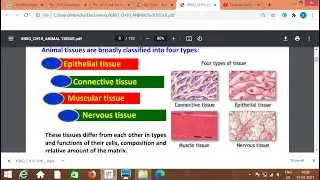 XIBIO CH10 ANIMAL TISSUE EPITHELIAL