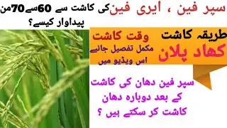 superfine dhan, irrifine rice variety 60 to70 mon high yield ?Rice farming|Rice cultivation hybrid