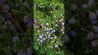 МОЖЖЕВЕЛЬНИК. ИНГА ХОСРОЕВА. ВЕДЬМИНА ИЗБА.