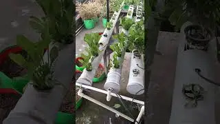 😲Tiny Space, Big Harvest: How to Grow Hydroponically at Home! 🌱