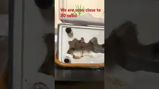 Western harvester ants from @TarheelantsUSA