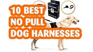 10 Best No Pull Dog Harnesses /The Best No Pull Dog Harness of 2019