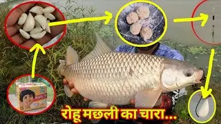 Best Rohu bait in rainy season / Rohu Machali bait