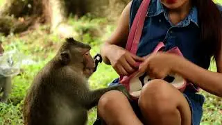 Amazing Funny Monkey Meeting Tourist Girl  Try To Not Laugh