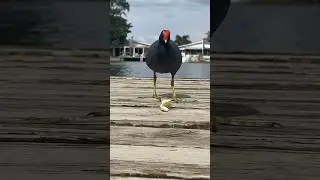 The FEET on this guy! 🐦 #waterbirds #wildlife #feet moorhen &ndash; common gallinule or marsh hen