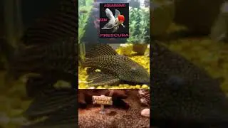 Faixa de PH do peixe cascudo comum #cascudo #peixecascudo #cascudoabacaxi #phdaagua #aquarismo