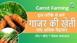 How to cultivate carrots? | Advanced Carrot Farming in Hindi | High Yield Tips