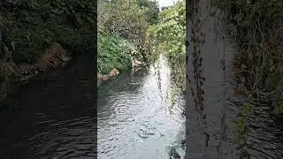 Basura vs. Canto de aves: La triste realidad del Tunjo