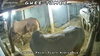 Ghee Time  🕰️ Season 2026 | Danish Cattle & Goat Farm | Palai Service Available 