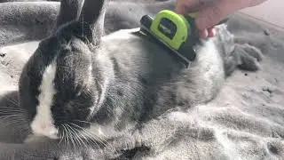 Shedding Loaf Gets Brushed