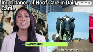 Importance of Hoof Care in Dairy Cattle