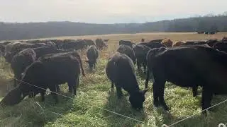 The numbers are in for our Nonselective green season grazing area!