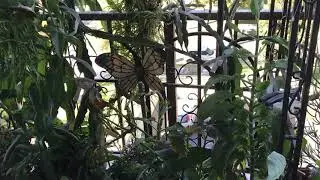 My Dragon Fruit Plants - Need help