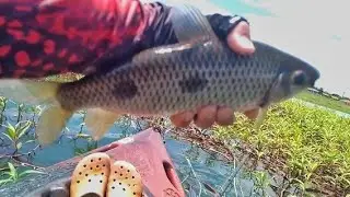 #323 Pesca de Tucunar&eacute;s, Piranhas, Jacund&aacute;s, Pacu CD e Piau Tr&ecirc;s Pintas