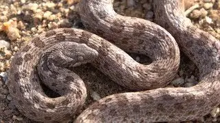 How to find snakes / Night Snake