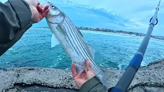 shore fishing in Avalon, NJ #fishing #fish #stripedbass #comopescar #jettyfishing