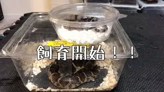 BIGレプでお迎えした国産の蛇飼育開始する話