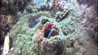 www.scubanosybe.com Diving at Wreck 
