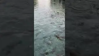 #shortsvideo #shortvideo #shortsfeed #shorts #short #viral #reels #reel #tiktok #urfa #keşfet #gap