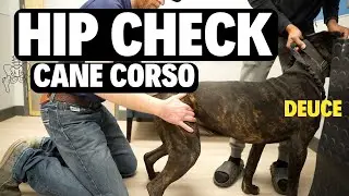Cane Corso Hip Check!?!?! (Hip Dysplasia 101)