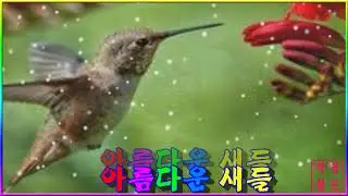 아름다운 새들 pds10 10